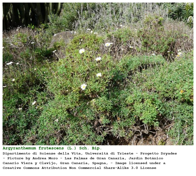 Argyranthemum frutescens [Margherita delle Canarie